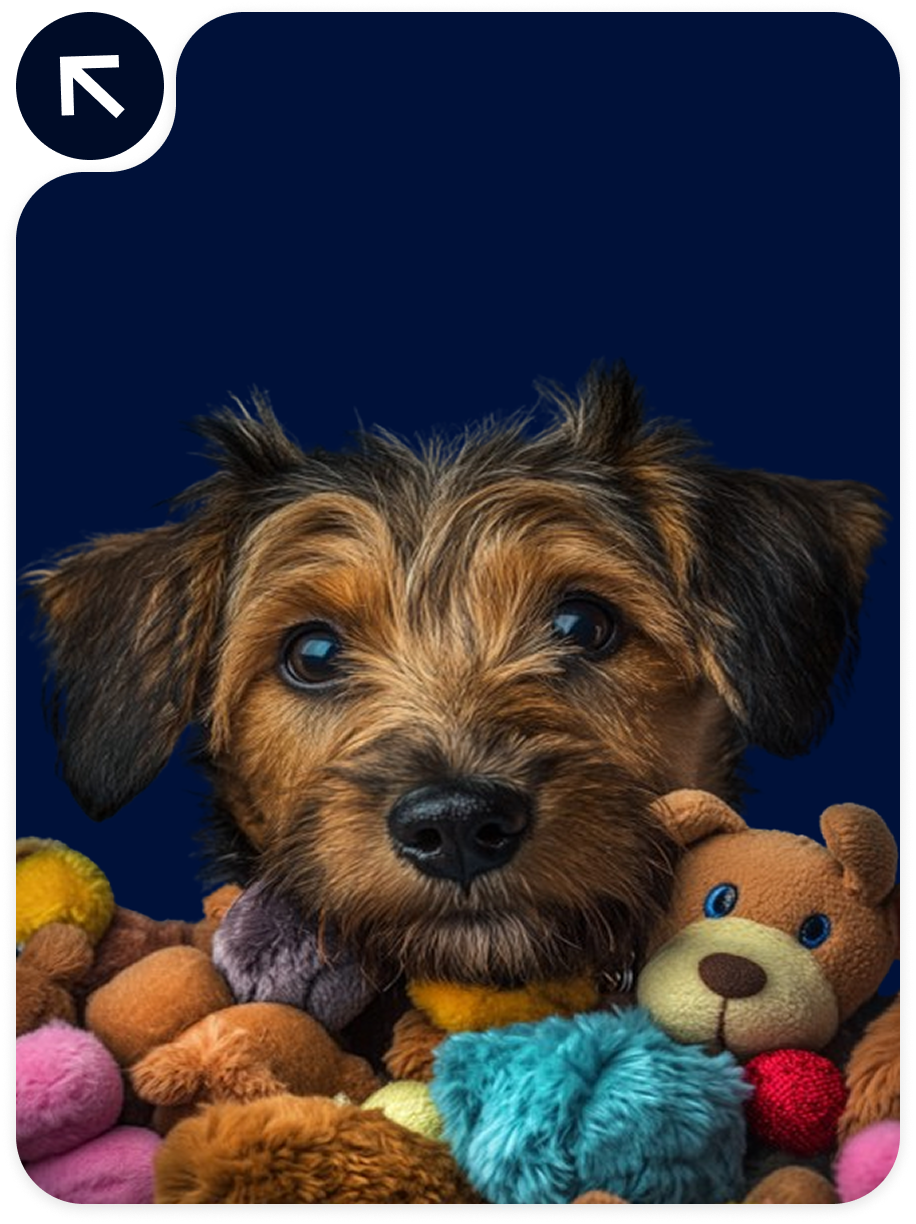 Pet Stores & Supplies