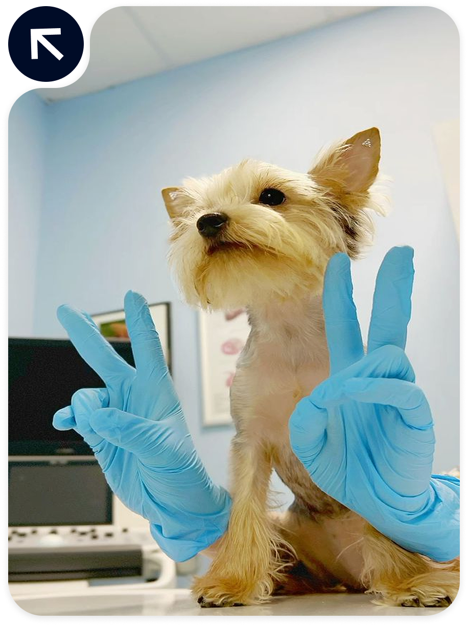 Veterinary, Care & Grooming