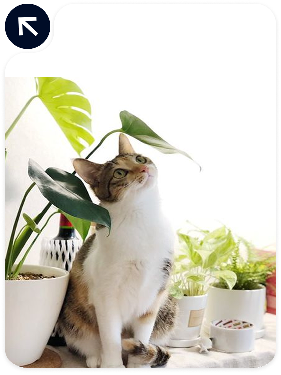 Nurseries, Plants & Gardens