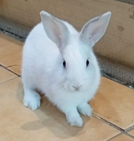 أرنب ذكر من سلالة مميزة فرنسي عمره شهرين
